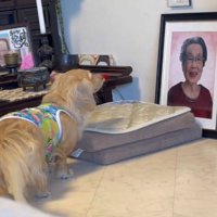 女性の写真を見つめる犬