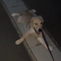 寝転がりながら顔を上げる犬