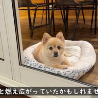 第一発見者となったポメくん