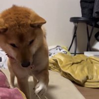 前足で輪ゴムをつつくそら君