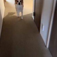 走ってくるソラくん