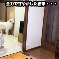 グレート・ピレニーズのドレミちゃん