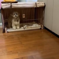 ケージに入ったワンコ