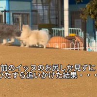 ぺんぺん君が追いかけます