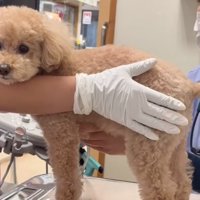 診察台の上に乗る犬4