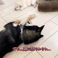 子犬のそばで寝転ぶ犬