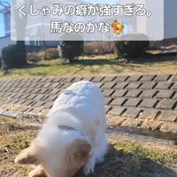 たねちゃんのくしゃみ5