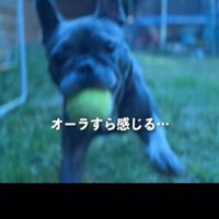 ボールをくわえる犬