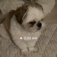 眠気と戦うちろ君