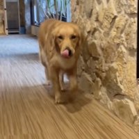 緊張のペロペロ