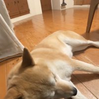 まるでコントのよう