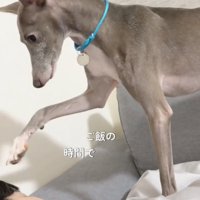 前足を近づける犬1