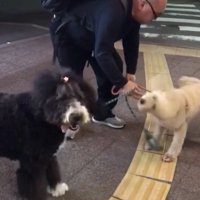 パパさんとプルミちゃん＆バニーちゃんの再会⑩