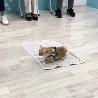 犬の保育園♪