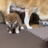 気まずそうな子犬