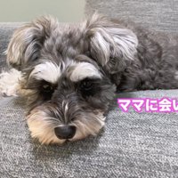 ママさんを恋しがるティノちゃん