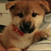 ご夫婦の元にやってきた