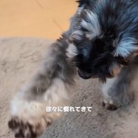 慣れてきたルアナちゃん