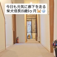 登場した信長くん