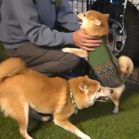 お兄ちゃん帰省時の豆柴4兄妹7