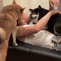 息子さんの耳を舐める赤柴とそれを見る黒柴
