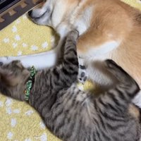 犬の隣に寝そべる猫