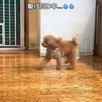 楽しそうにウロチョロ♪