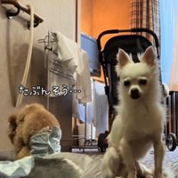 鏡の前で床を見つめるトイプードル