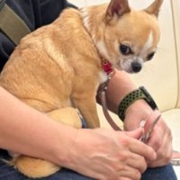 飼い主さんにガンを飛ばすベルちゃん