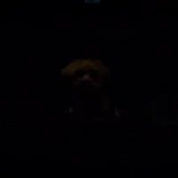 暗闇に溶ける犬