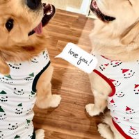 2匹のゴールデンレトリバー