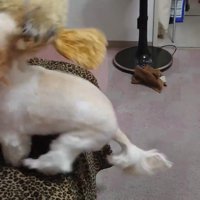 ぬいぐるみと一緒にジャンプする犬