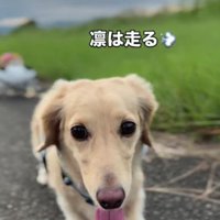 凛ちゃんに引いてもらってるよ！