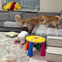 ほのちゃんも飛び入り参加