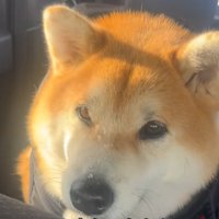 車に乗った柴犬