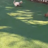 茶々丸くんのハプニング