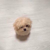 芸を披露するみるくちゃん