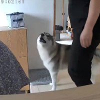 おばあちゃんが発熱