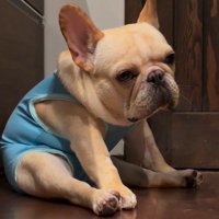 床に座ってぼんやりする犬
