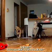 いたずらをしたこむぎ君