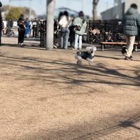 振り返る犬