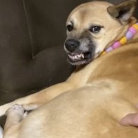 「ムキー！！」