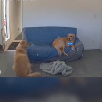 見つめる犬2