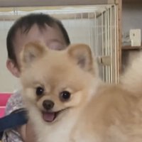 楽しそうな表情の犬