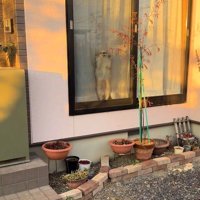 ひめちゃんのお出迎え2