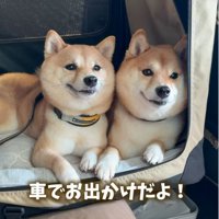 反応する柴犬
