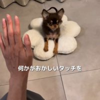 子犬の前で手を上げる飼い主