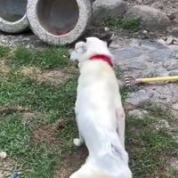 下半身不随になったレンちゃん