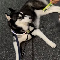 チュールを見せられている伏せた犬