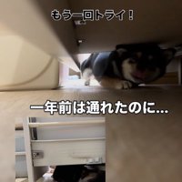 隙間に入ろうとする千幸ちゃん5
